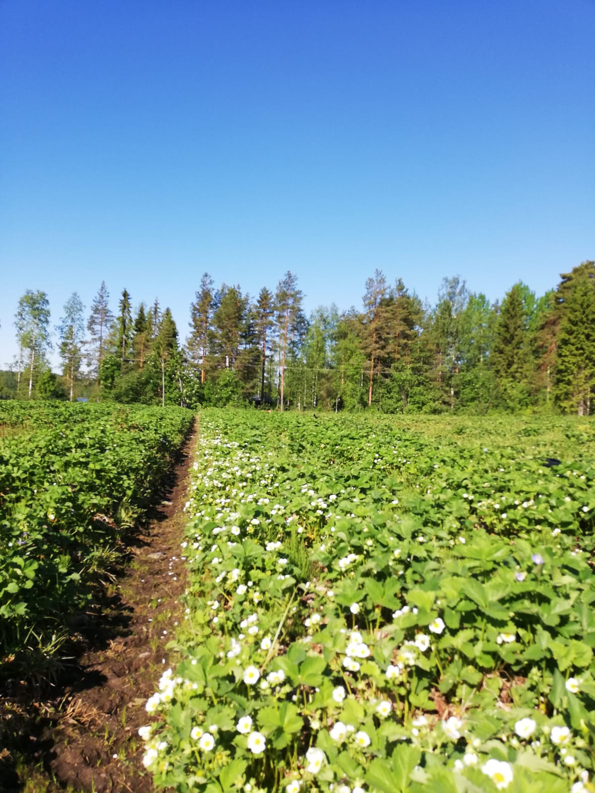 Pynnösen marjatila — kukkiva mansikkapelto